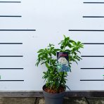 Mexický pomarančovník (Choisya ternata) - výška 20-30 cm, kont. C2L